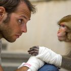 Pourquoi cicatrisons-nous 3 fois plus lentement que les singes ? Ð