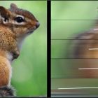 Comment nos yeux rendent invisibles les objets rapides ? @