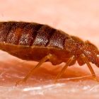 Ï Les punaises de lit, ces compagnons indésirables depuis la préhistoire