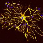 à Ces cellules pourraient jouer un rôle bien plus important que les neurones dans la mémoire