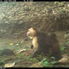  Première: ces singes kidnappent les bébés d'une autre espèce