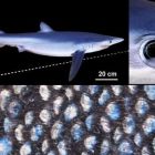  Le requin bleu peut changer de couleur, comme un caméléon