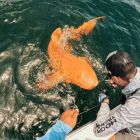  Inédit: un requin orange découvert dans les Caraïbes