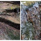  Une première: des milliers de poissons filmés à escalader des roches hors de l'eau !