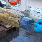 ì De mystérieux signes de vie identifiés dans un environnement aussi hostile qu'étrange