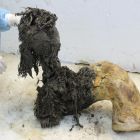 ì Ce mammouth laineux a permis de séquencer de l'ARN vieux de 40 000 ans, un record !