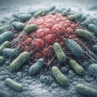   Cancer: des bactéries tueuses de tumeurs