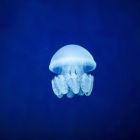 Comment les méduses ont conquis l'océan