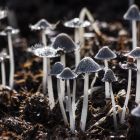 D Pourquoi voit-on des champignons partout en automne ?
