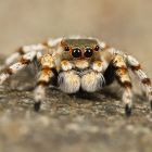 w Découverte: les araignées n'ont pas une origine terrestre