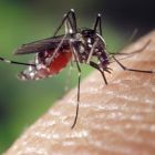 ì Cette recherche montre que notre peau pourrait devenir un répulsif à moustiques