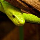 Un antivenin universel grâce à un homme immunisé contre les serpents