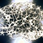à Que deviennent les neurones "égarés" dans le cerveau ?