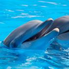 Les dauphins pourraient-ils nous apprendre à parler aux extraterrestres ? }