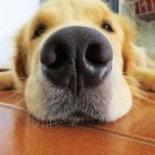 ¡ Votre chien a-t-il un nez long ou plat ? Sa durée de vie en dépend !