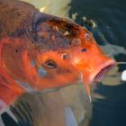 Comment les poissons respirent l'oxygène de l'eau: un mécanisme d'ingénierie naturelle