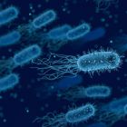 ì Une mutation de la bactérie E. coli la rend mortelle pour l'homme