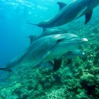 ¡ Les dauphins ne doivent surtout pas boire l'eau de mer: comment s'hydratent-ils ?