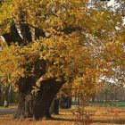 Ces grands arbres absorbent du CO sans pousser, et ce n'est pas une bonne nouvelle