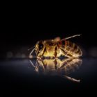 ì Découverte: les abeilles peuvent détecter le cancer du poumon