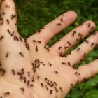  Les mammifères ont évolué en mangeurs de fourmis 12 fois dans leur histoire