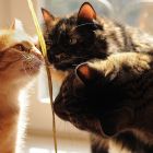 Pourquoi votre chat ou chien mange-t-il de l'herbe ?