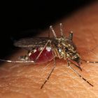 ì Pourquoi le Brésil libère-t-il des moustiques génétiquement modifiés, porteurs d'un gène mortel ?