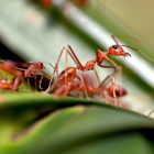 Comment les fourmis compensent en à peine quelques heures une perte visuelle 