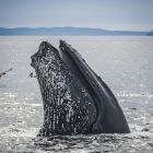 Découverte: les chants des baleines suivent la structure des langues humaines