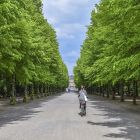 Les arbres peuvent réchauffer les villes, voici pourquoi