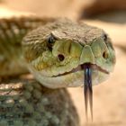 ì Comment le venin de serpent provoque-t-il des hémorragies mortelles ?