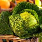  Les choux: un aliment efficace pour lutter contre le cancer