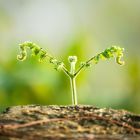 1 Ces bactéries qui aident les plantes contre les maladies