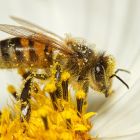  Comment les fleurs attirent-elles les insectes pollinisateurs ?