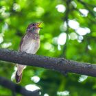 ì Pourquoi les oiseaux chantent-ils davantage au printemps, et davantage le matin ?