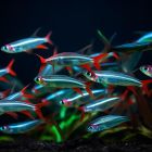  Pourquoi les poissons d'aquarium meurent-ils parfois sans raison apparente ?