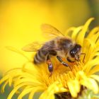 ì Les fleurs laissent tomber les insectes pollinisateurs