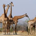 ì Vraiment, pourquoi les girafes ont-elles de longs cous ?