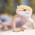 ì Un sixième sens découvert chez les geckos