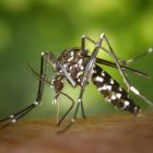 ì Pourquoi les piqûres de moustiques donnent-elles envie de se gratter ?