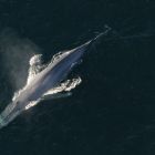 Connaissez-vous le phénomène de 'pompe à baleines' ?