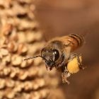  Les abeilles transportent involontairement des antibiotiques