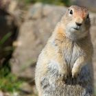 De l'ADN de mammouths et d'autres animaux de l'âge de glace découvert dans... des crottes d'écureuils