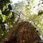3 Les arbres d'Amazonie grossissent à vue d'oeil à cause du CO2