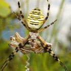 Découverte: les araignées sentent les odeurs avec... leurs pattes ! w