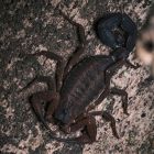 Découverte d'une espèce de scorpion qui pulvérise son venin à distance 