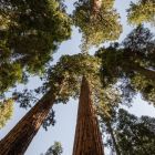 ì Les séquoias géants prospèrent au Royaume-Uni