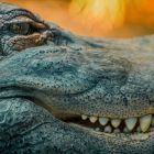 Pourquoi les crocodiles ont survécu alors que les dinosaures ont disparu ?