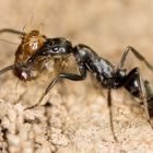 Cette fourmi soigne ses congénères avec un traitement sophistiqué... bientôt utile à l'Homme ?