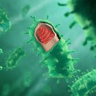 , Virus de la rage: comment un virus si réduit peut-il dominer une cellule humaine ?